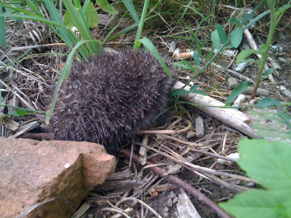 Spotting Image 1