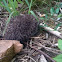 European Hedgehog