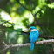 Collared Kingfisher