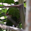 Perico frentirrojo.