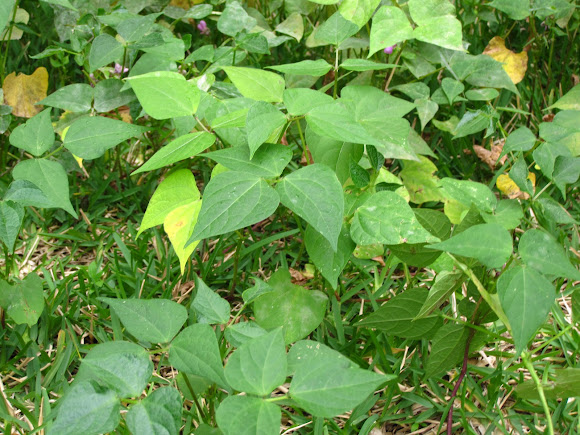Spotting Image 1