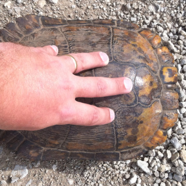 Redeared slider (melanistic male) Project Noah