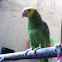 Yellow-headed parrot