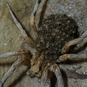 tarantula wolf spider
