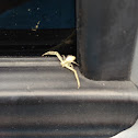 Crab spider