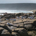 Tern