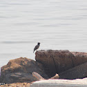 uncertain Myna