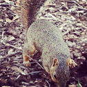 Fox Squirrel