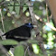 Satin Bowerbird