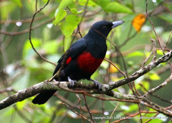 Spotting Image 1
