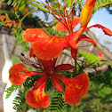 鳳凰木 ( Flame of the Forest, Royal Poinciana )