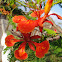 鳳凰木 ( Flame of the Forest, Royal Poinciana )