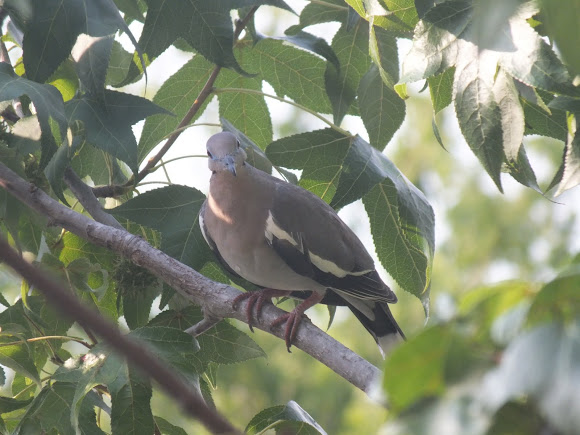 Spotting Image 1