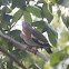 White- Winged Dove
