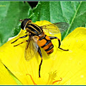 Helophilus Syrphid Fly