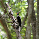Lineated Woodpecker
