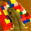 Chinese Dwarf Hamster