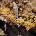 Trichia persimilis (nl- Goudgeel draadwatje)