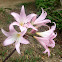 March lily / Maartblom