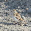 Vesper Sparrow