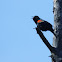 Red-winged Blackbird