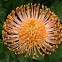 Pincushion Protea