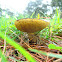 Suillus luteus