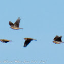 Lesser Short-toed Lark; Terrera Marismeña