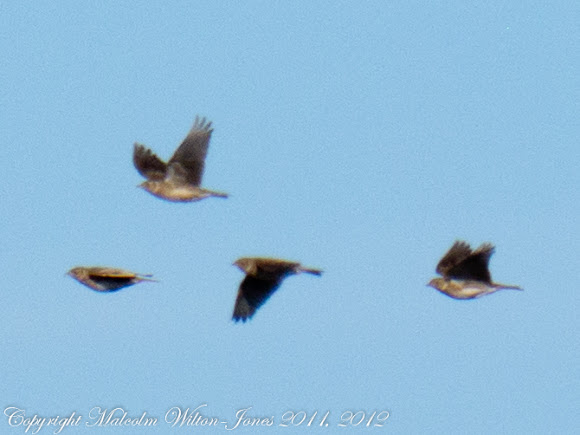 Spotting Image 1