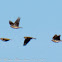 Lesser Short-toed Lark; Terrera Marismeña