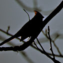 Northern Cardinal