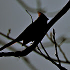 Northern Cardinal