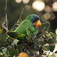 Wildlife of Dominica