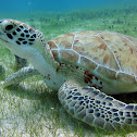 Green Sea Turtle / Tortuga Verde