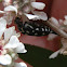 white-spotted pintail beetle