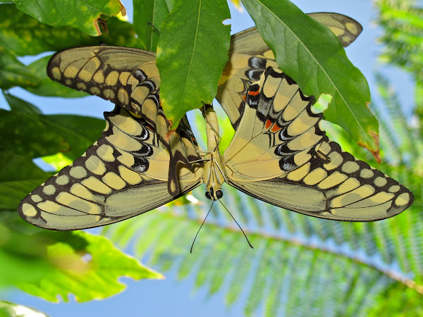 Western Giant Swallowtail (Mating) | Project Noah