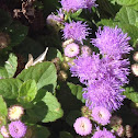 Flossflower