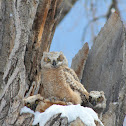 Great Horned Owlets