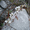 Dewberries