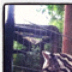 Ocelot