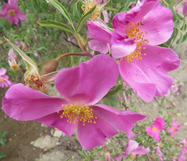 Siah or Indian Wild Rose Project Noah