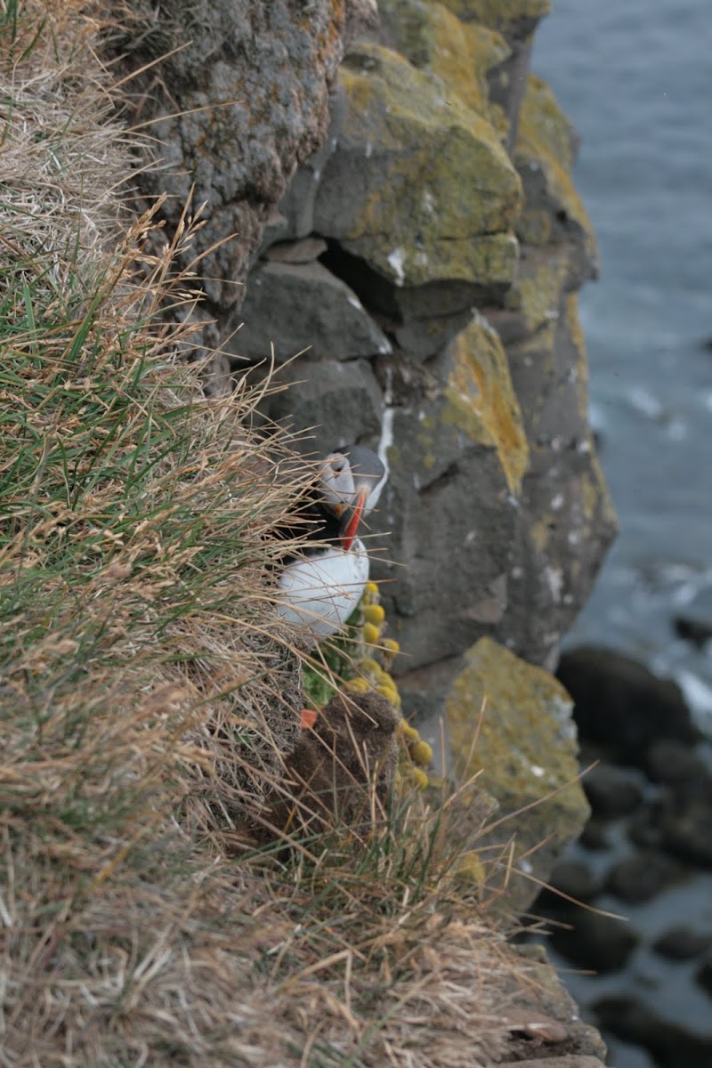 Atlantic Puffin
