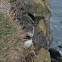 Atlantic Puffin