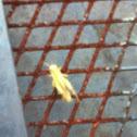 Grasshopper