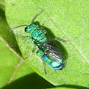 Cuckoo wasp