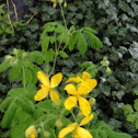 Celandine
