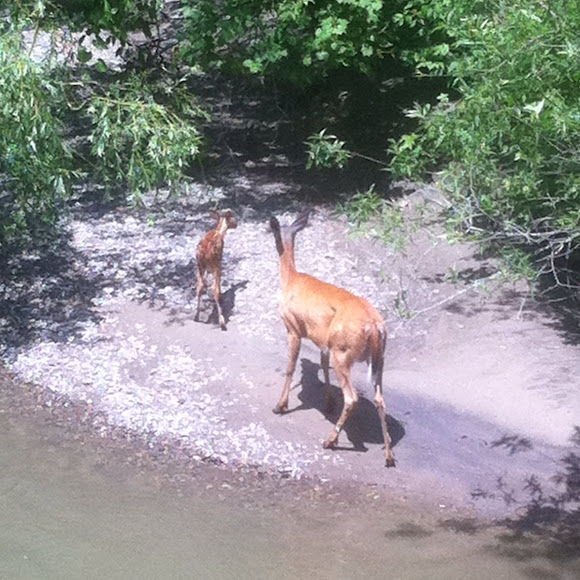 Spotting Image 1