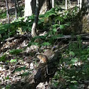Chipmunk