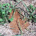 Ant Hill
