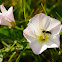European honey bee